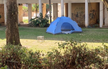 البلدية تنصب الفخاخ في مطاردة لدجاجات يافا